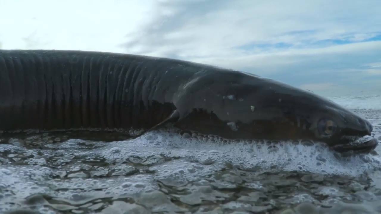 Thanks for the find, Scott Mouat